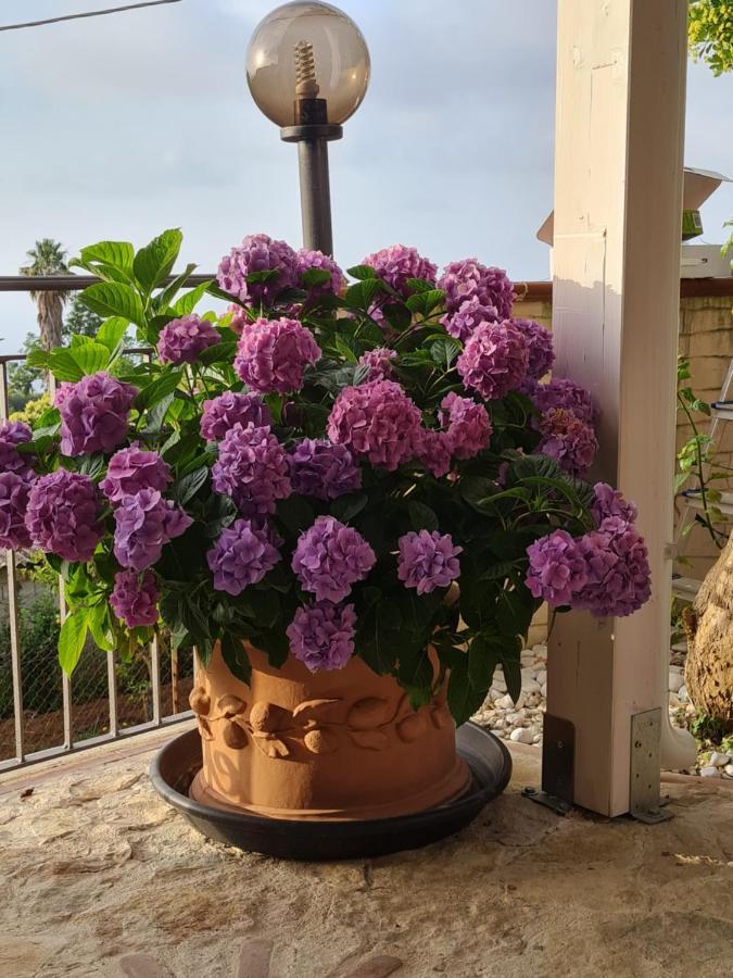 B&B La Casa Di Martina Дзамброне Стая снимка